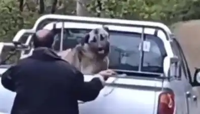 Trabzon'da Şok Eden Olay: Köpeği Halatla Döven Kişi Yakalandı!