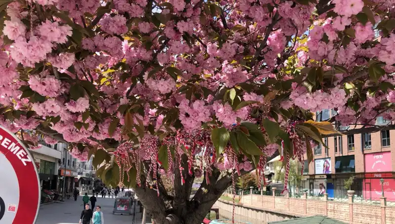 Süs Erik Ağaçlarına Martenitsa Bağlanarak Bahar Neşesi Kutlanıyor