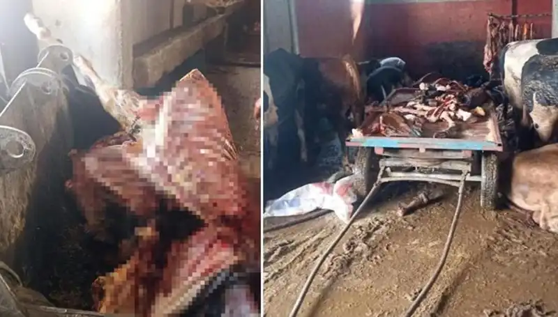 Adana'da Skandal: 2,5 Ton At Eti Yakalandı, 4 At Kurtarıldı