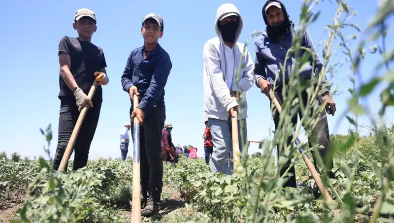 40 Derecede Çalışmak: 650 TL Yevmiyeye Zorlanan İşçiler