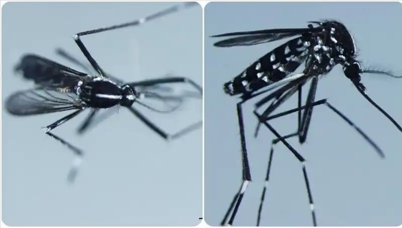 Chikungunya Virüsü Heyecan Yaratan Yeni Vakalarla Geri Döndü!