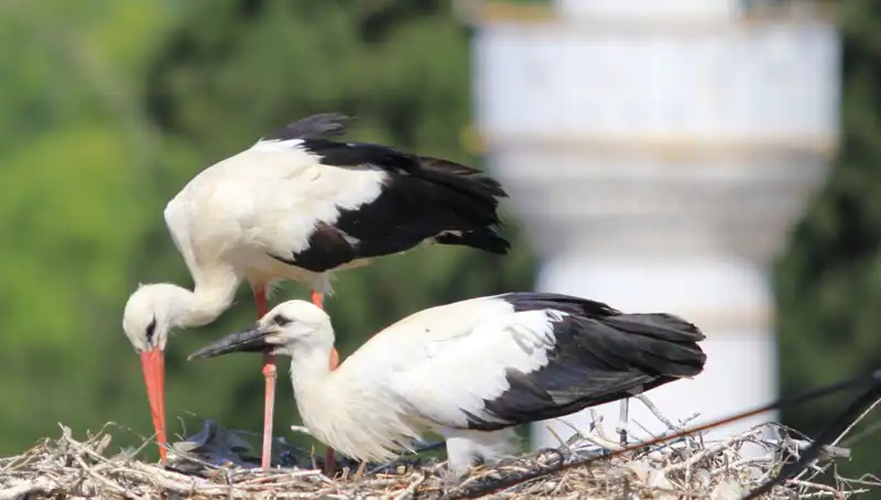 Leylek Köyü'nde Yaren Leyleği Kıskandıracak 8 Kat Fazla Yuva Var!