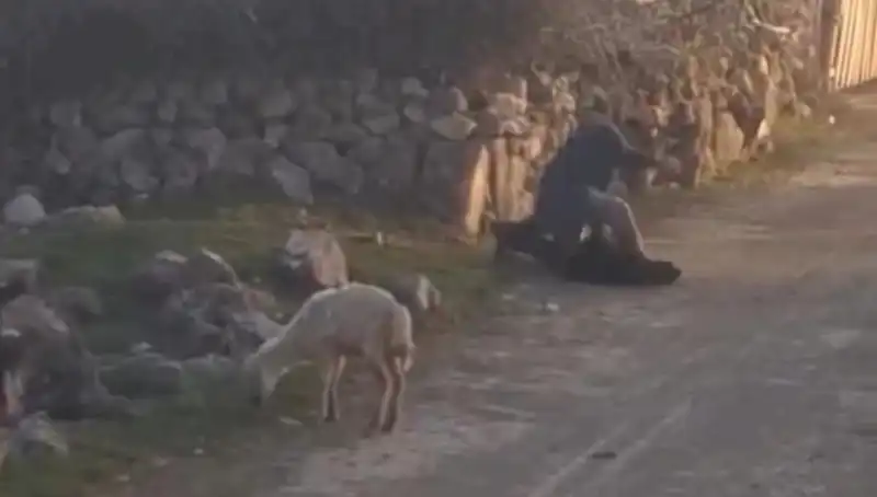 Koyuna Eziyet Eden Kişi Gözaltına Alındı: Hayvan Hakları Alarmda