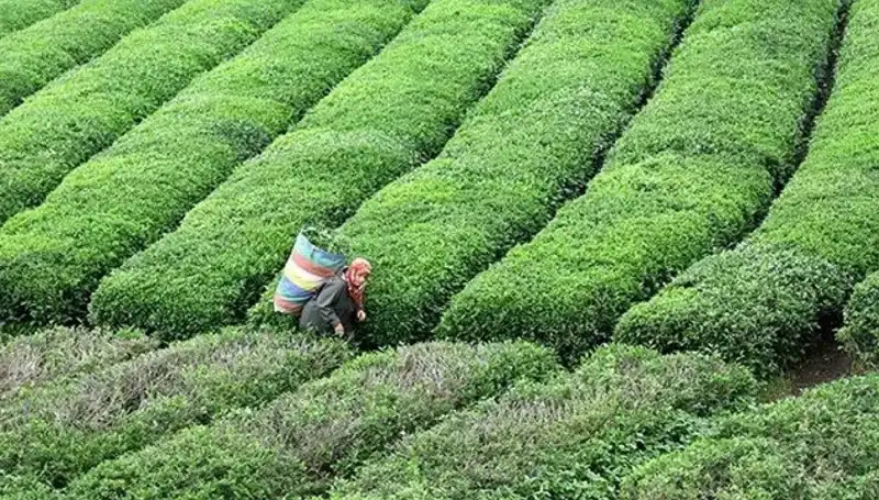 ÇAYKUR, Bayramda Da Yaş Çay Alımına Ara Vermiyor!