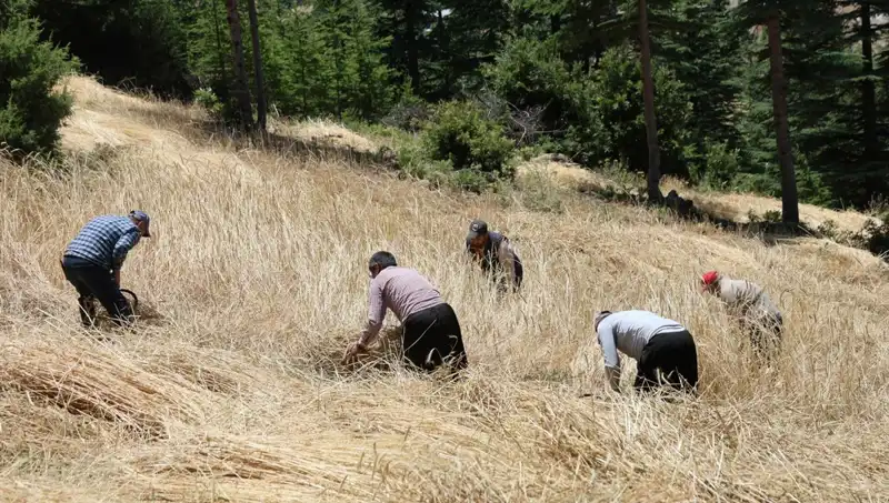 Teknolojinin Ulaşamadığı Tarla: Ellik ve Orakla Başlayan Hasat Dönemi