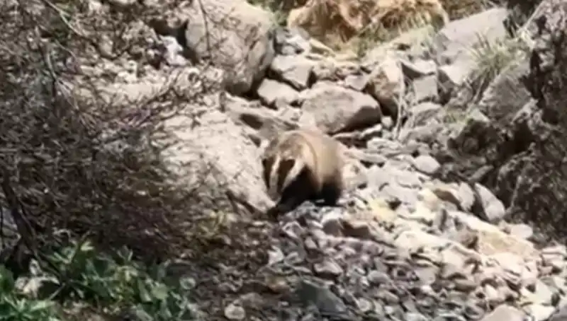 Göz Göze Geldiğimiz Nesli Tükenmek Üzere Olan Hayvan: Batman'daki Görüntü