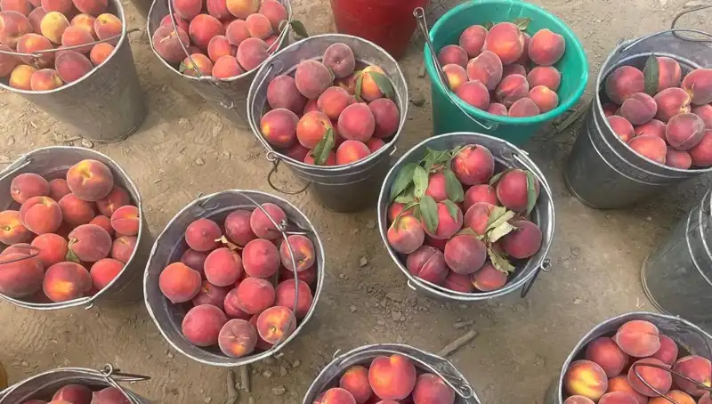 Çiftçinin Yüzü Güldü: Hasat Döneminde Fiyatlar Rekor Kırdı!