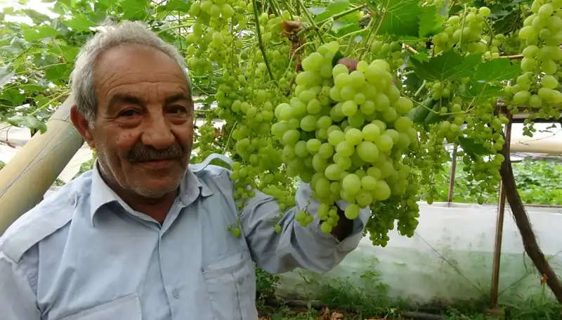 Zirai Don Sonrası Meyve Fiyatlarında Şok Artış: İlk Ürünler 250 TL’ye Ulaşıyor