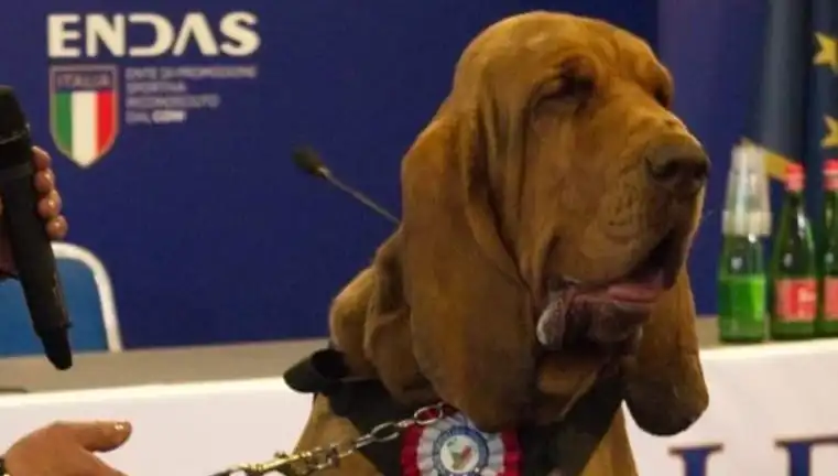Arama Köpeği Suikastine Şok Yorumlar: Çivili Sosisle Öldürülen Kahraman