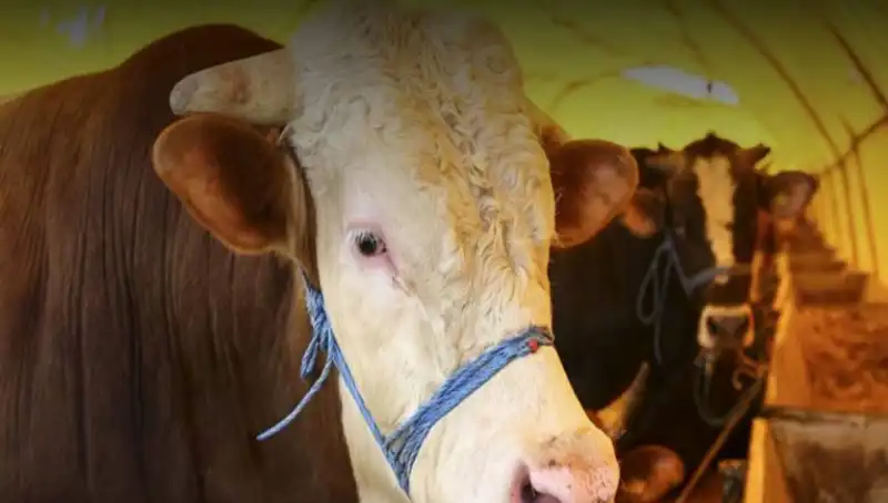 Akika Kurbanı Nedir? Gelenekleri ve Kesim Zamanları Hakkında Bilinmesi Gerekenler
