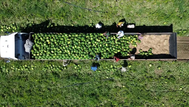 Bafra Ovası’nda Rekor Karpuz Hasadı Yolda: 94 Bin 500 Ton Bekleniyor