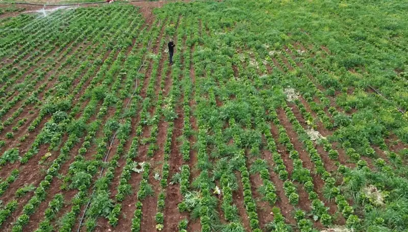 Kuraklık Tehlikesi: Marul Hasadı Destanı Tehlikeye Girdi