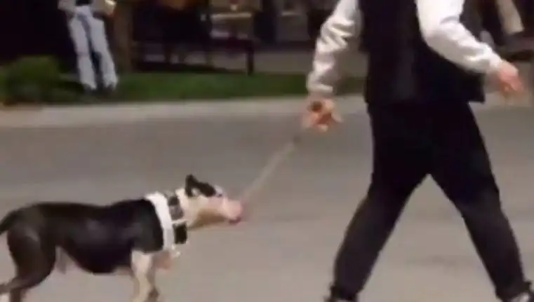 Ağızlıksız Pitbull, Diğer Köpeklere Saldırınca Sahibine Cezai İşlem Uygulandı