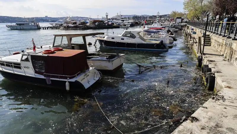 İstanbul Denizi’nde Müsilaj Sorunu Yeniden Gündemde: Tehlikeli Gelişmeler