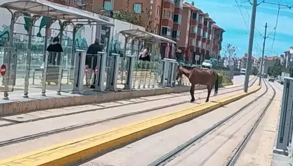 Eskişehir Tramvay Raylarında Başına Buyruk Bir At: Şaşkın Sürücüler Ne Yapacak?