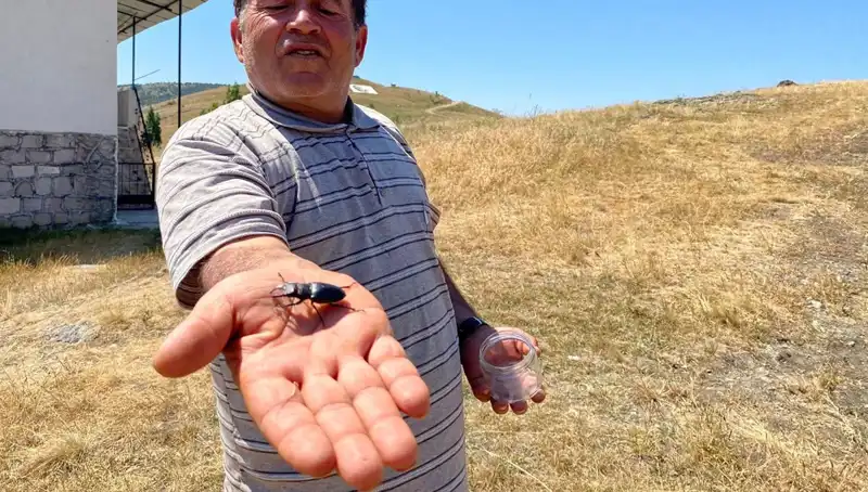 Sivas'ta Görülen Özel Böceği Öldürmenin Cezası 557 Bin TL!
