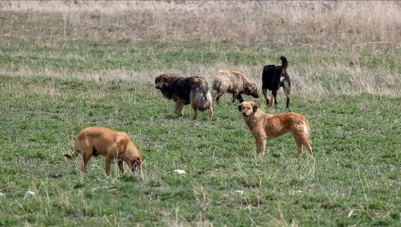 Ankara'da Sahipsiz Köpekler İçin Yeni Cezalar Yolda!