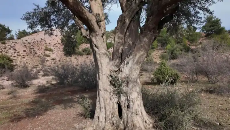 800 Yıllık Zeytin Ağacının Hikayesi ve Koruma Çabaları