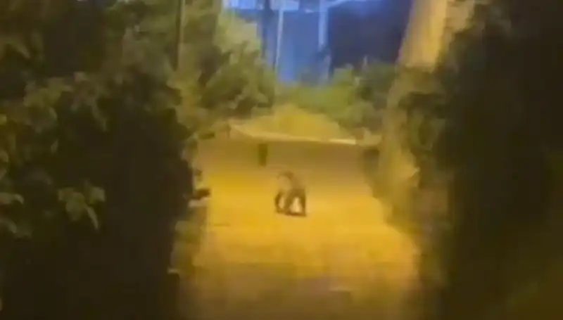 Gümüşhane'de Şehir Merkezi Ziyareti: Ayı Şaşkınlık Yarattı!