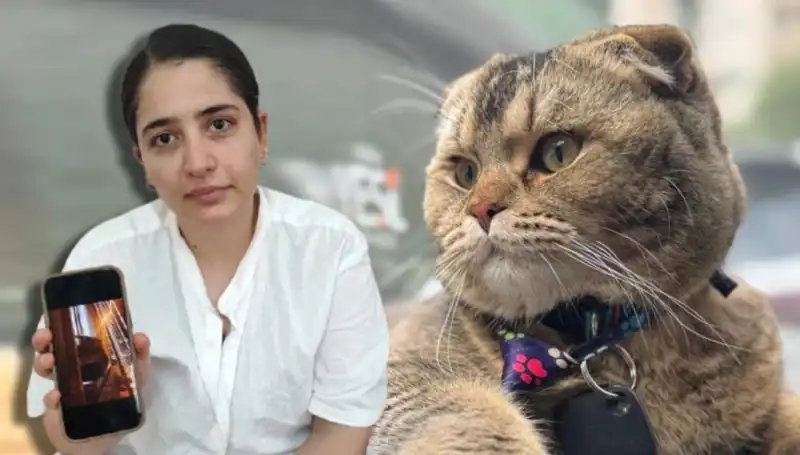 Kedi ve Evlilik: Eşinin Boşanma Kararı Kediye Bağlandı!