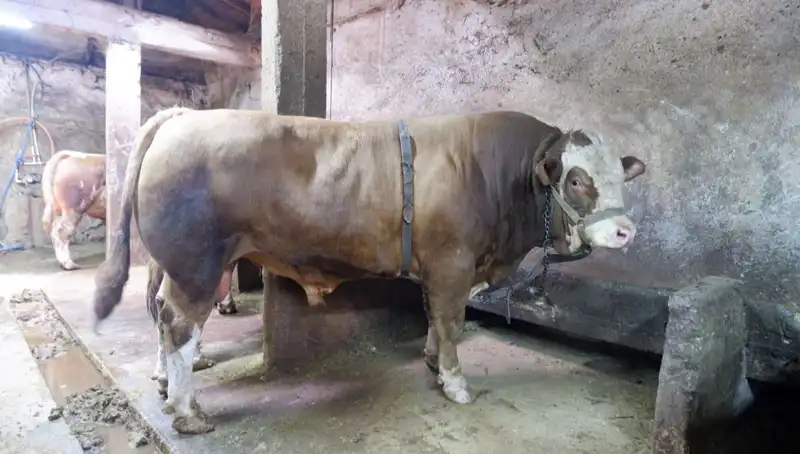 Türkiye’de Satışa Sunulan 1 Ton 200 Kilo Ürün, Fiyatıyla Şaşırttı!