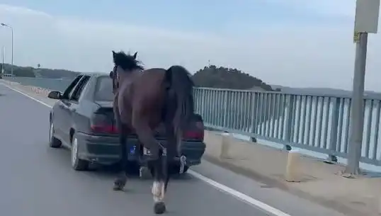 Adana’da At Eziyetine Maruz Kalan Dört Kişi Tutuklandı