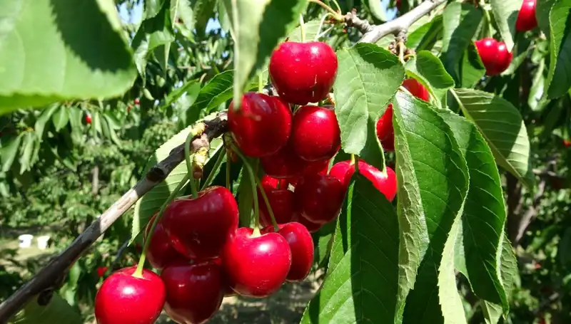 2023 Yılında Çay Hasadı, Sıra Dışı Rekorlarla Başladı!