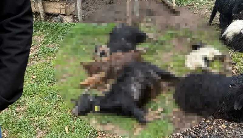 Sahipsiz Köpeklerin Çığlığı: 18 Keçiyi Telef Etti, Köylüler Tedirgin