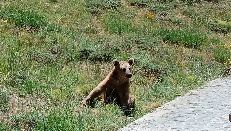 Nemrut Dağı'na Gitmeden Mutlaka Bilmeniz Gereken Bolu Bozayı Tehlikesi