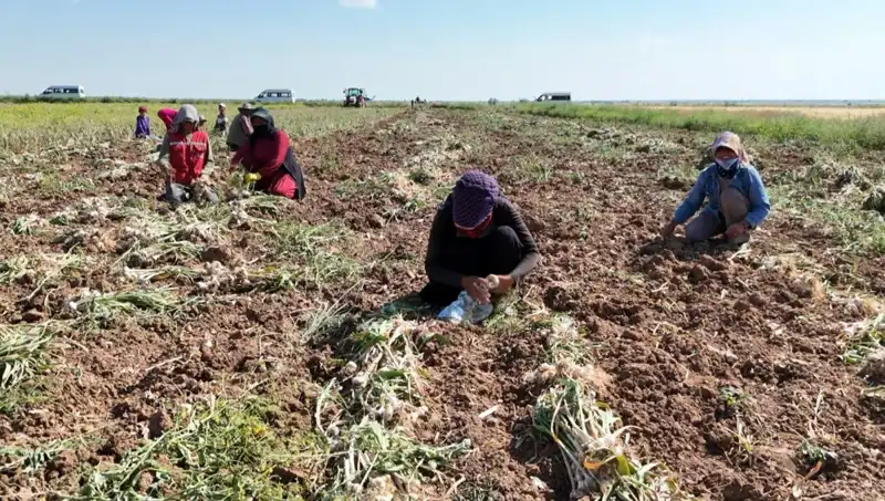 Rusya, Almanya ve İspanya'dan Gelen Antibiyotik Hamleleri: Hasat Başladı