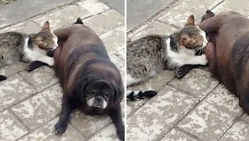 Erzurum Sokaklarında Görülen Şaşırtıcı An: Bir Köpek Kediyi Emziriyor!