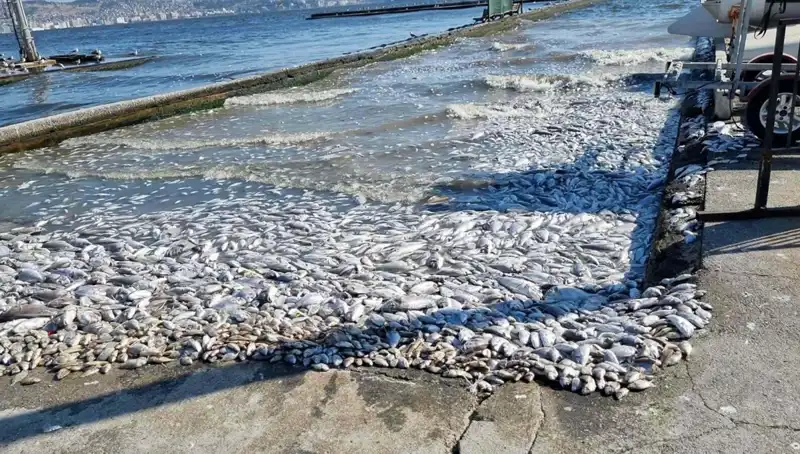İzmir Körfezi'nde Temiz Su Projesi Başarıyla Uygulanıyor
