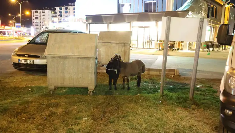 Yola Düşen Mor Karaman Koyunları: Doğa ve Hayvanlar İçin Bir Drama