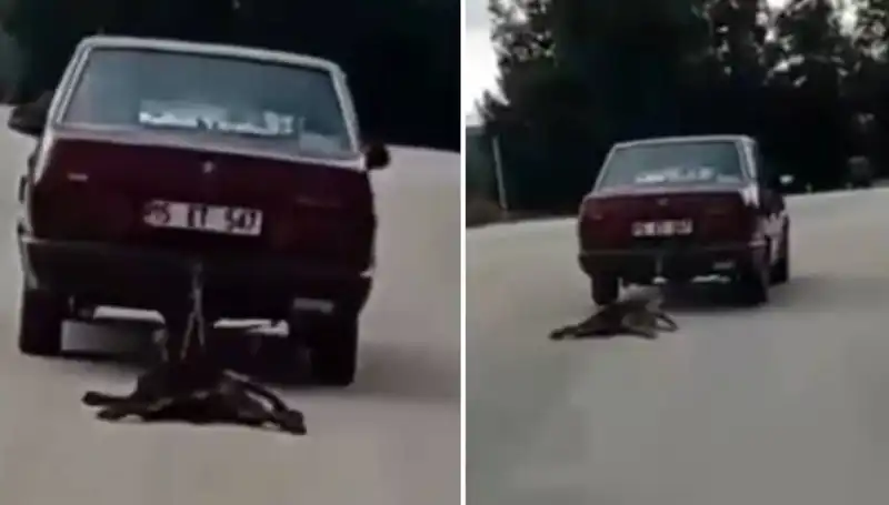 Otomobilin Arkasına Bağlı Köpek Sahnede: Bu Durum Şok Etti!