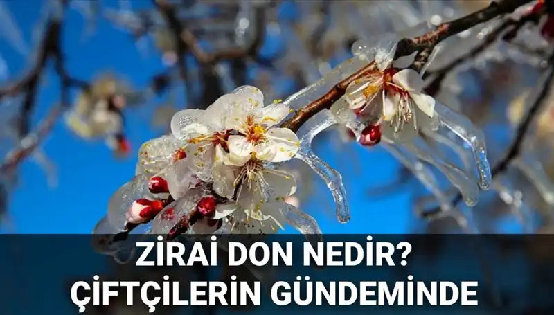 Zirai Don Tehlikesi: Çiftçileri Bekleyen Zararı Kim Karşılayacak?