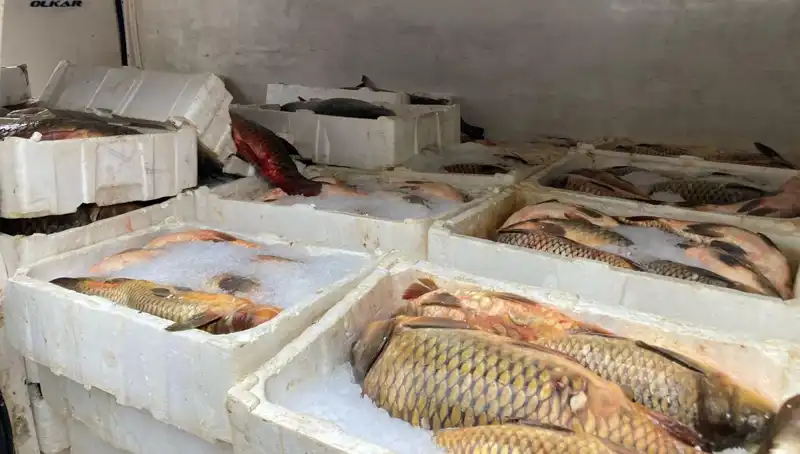 Kaçak Balık Avına Çıkanlara Yüksek Cezalar Uygulanıyor!