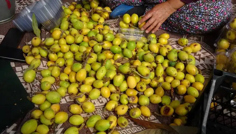 Muşmula Hasadı Başladı: Fiyatı 150 TL ile Çiftçiyi Sevindiriyor