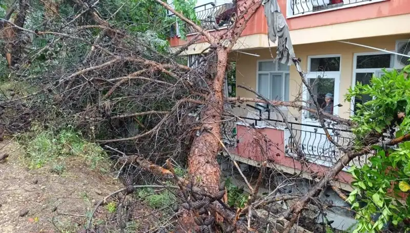 Yağmura Dayanamadı: Bina Üzerine Devrilen Ağaç Felaketi