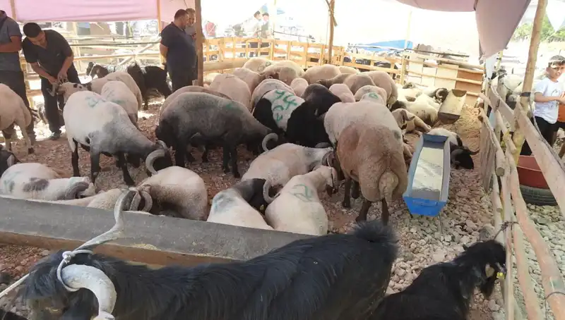 Kurban Bayramı'nda Hayvan Pazarlarında Hareketlilik Zirveye Ulaştı
