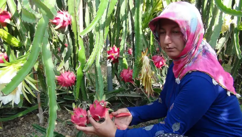 Emekli Olunca Pitaya Üretmeye Başladı: Kilosu 200 TL’ye Satılıyor