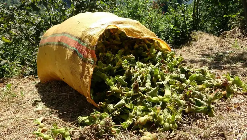 Giresun'da Fındık Hasadı Coşkusu: Lezzetin Zamanı Geldi!