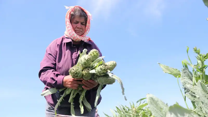 Tazelik ve Lezzet: Tarladan Sofralara Gelen Ürünlerin Fiyatları Şaşırtıyor