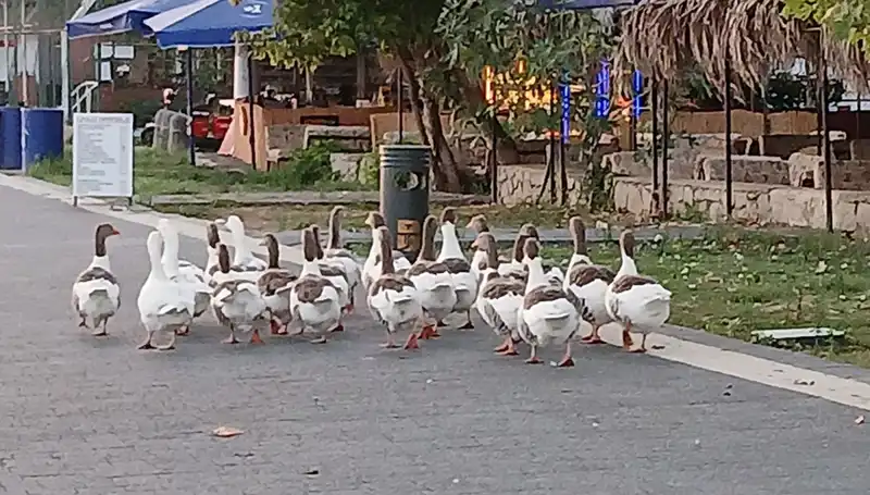 Denizde Yüzdükten Sonra Kümese Kapatılan Kazların Gizemli Ölümü