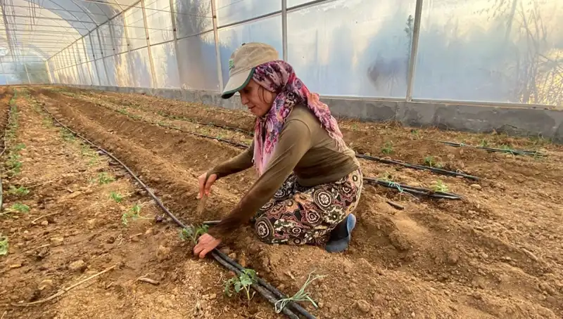 Tarımın Geleceği: Fideler Toprakla Buluştu, Günlük 6 Saat Çalışan Çiftçiler