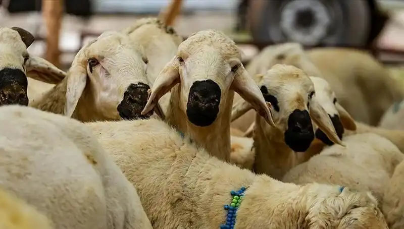 Kurban Bayramı 2025: Kurban Kesmek Farz mı? 10 Önemli Soruyla Öğrenin!