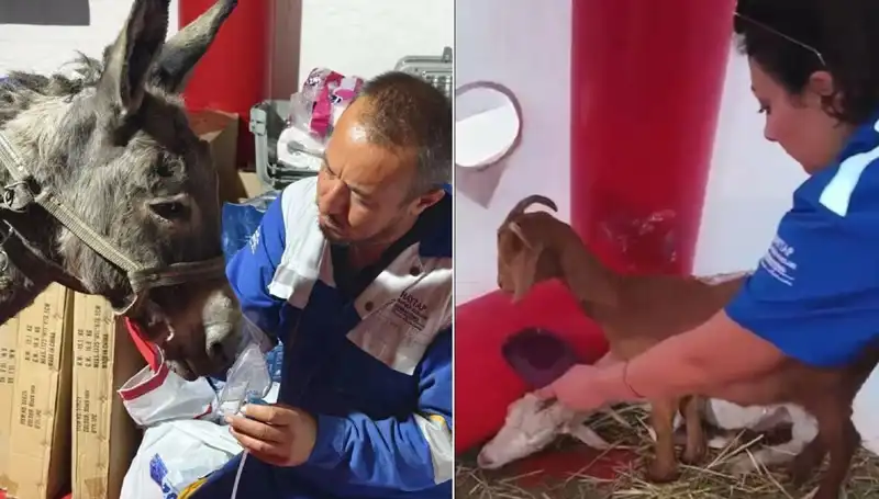 Yangından Etkilenen Eşeğe Oksijen Maskesiyle Şifa Arayışı: Bir İlk