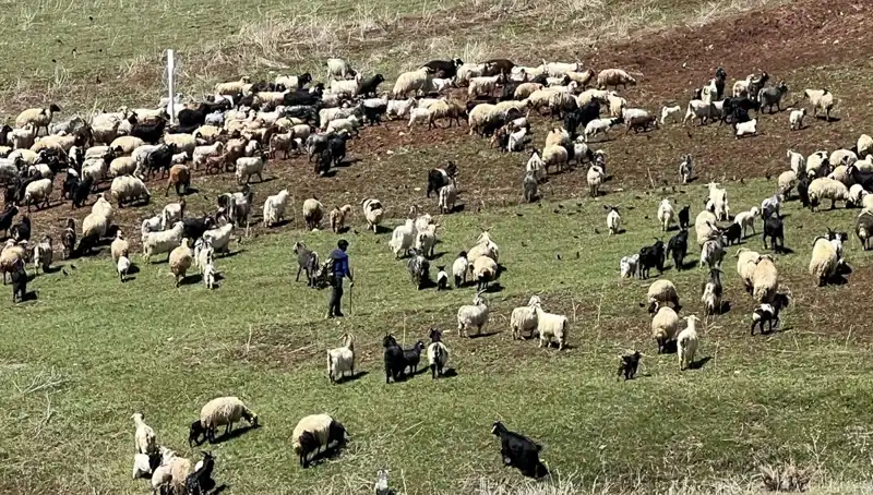 Çoban Krizinin Derinleşmesi: 70 Bin Lira Maaşla Çalışmak İstemiyorlar!
