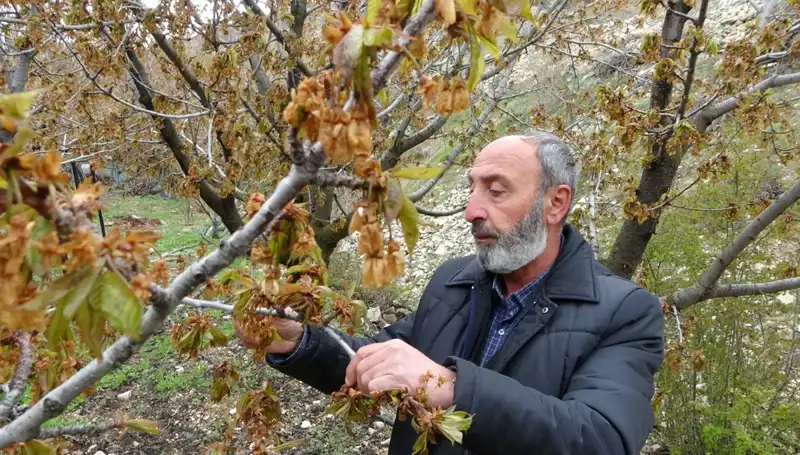 İklim Krizi Zirai Don ile Kiraz Üreticilerini Sarsıyor