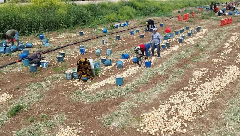 Türkiye’de Soğan Hasadı Başladı: Fiyatlar Düşüşe Geçti