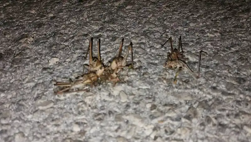 Yüzlerce Çekirgenin Isırgan Yolu İstila Etmesi: Tarımda Neler Oluyor?